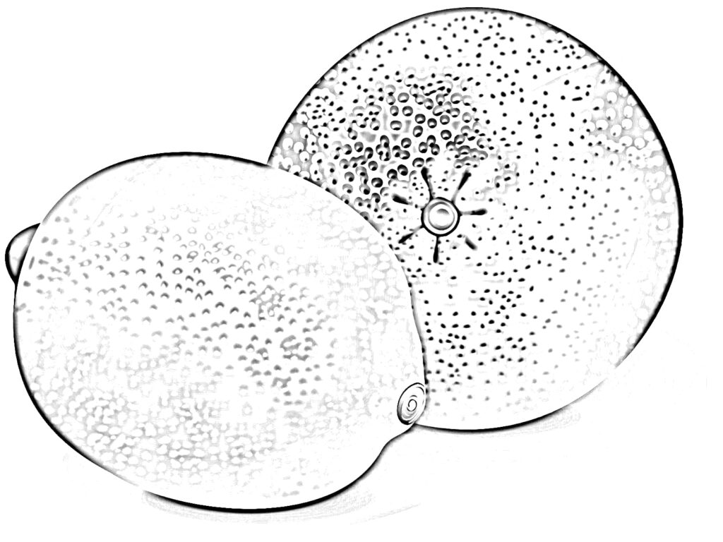A lemon and an orange coloring page