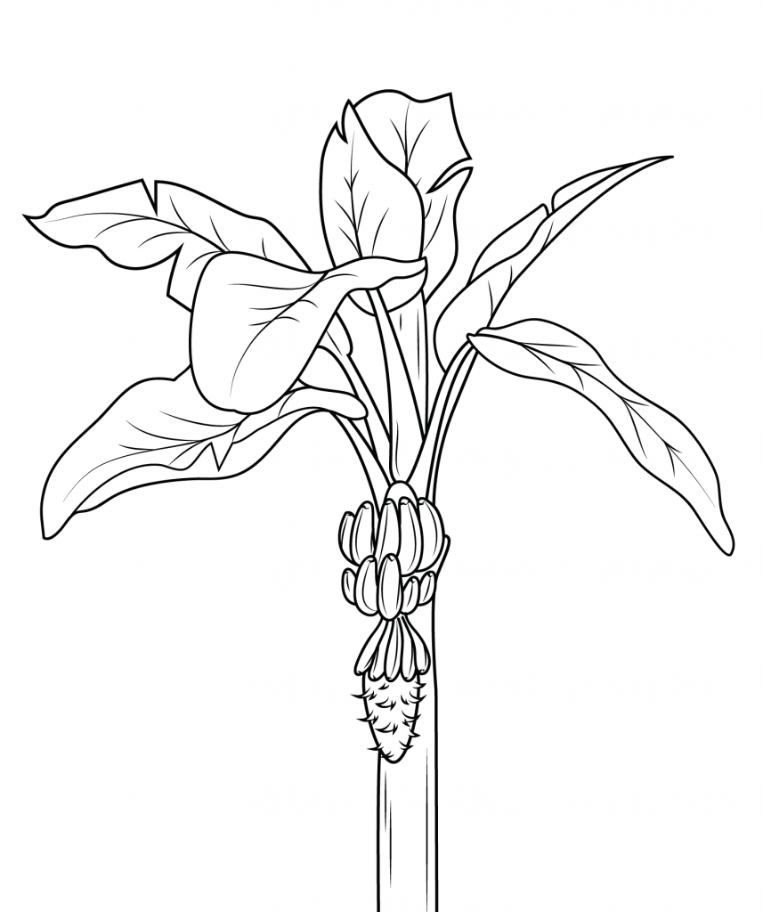 Banana tree coloring page