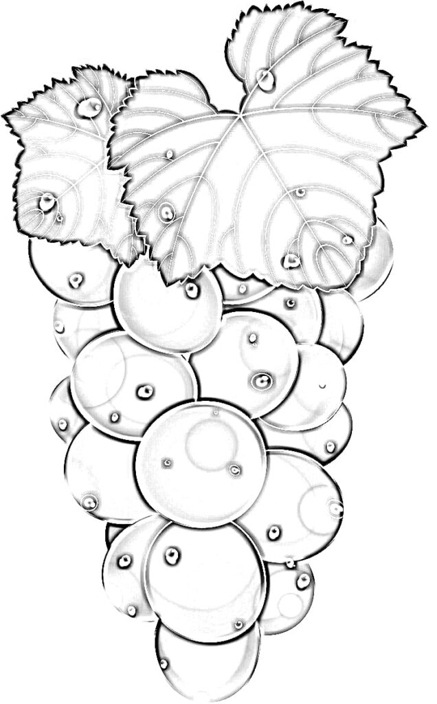 Beautiful bunch of grapes coloring page