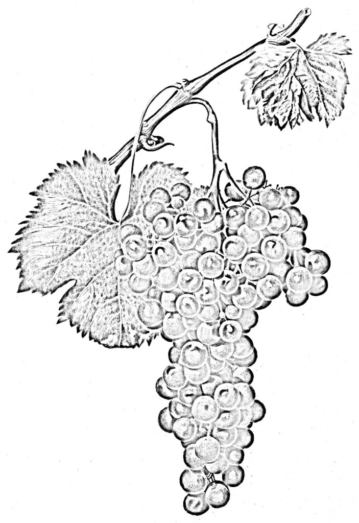 Bunch of grapes coloring page free