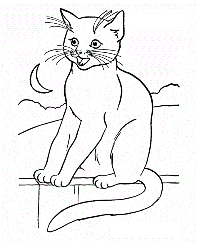 Cat at night coloring page