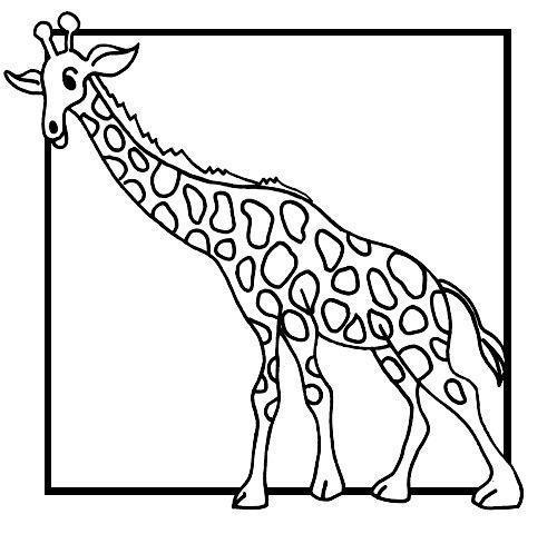 Drawing of a giraffe for kids