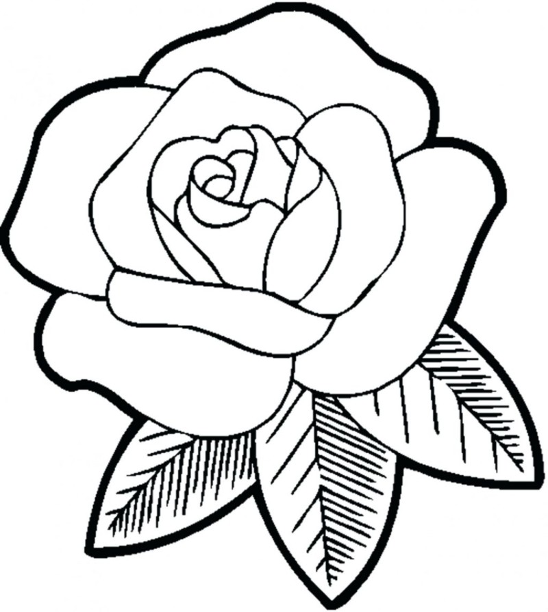Drawing of a rose to color