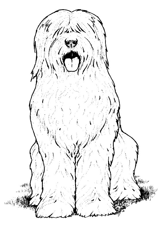 Furry dog coloring page