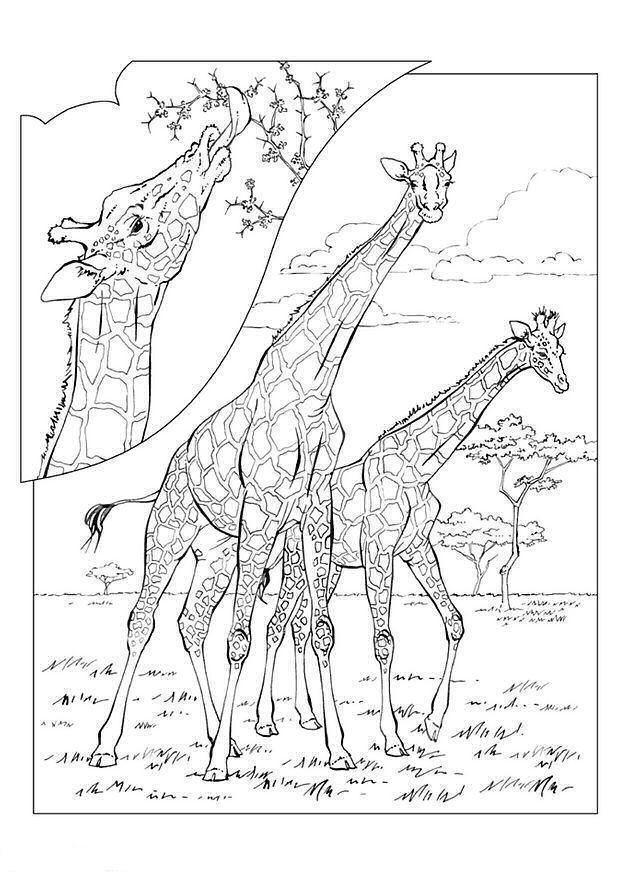 Giraffe coloring pages for adults