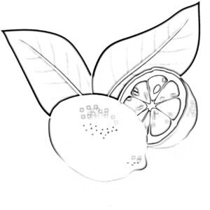 Lemon coloring pages free – Colorless Drawings