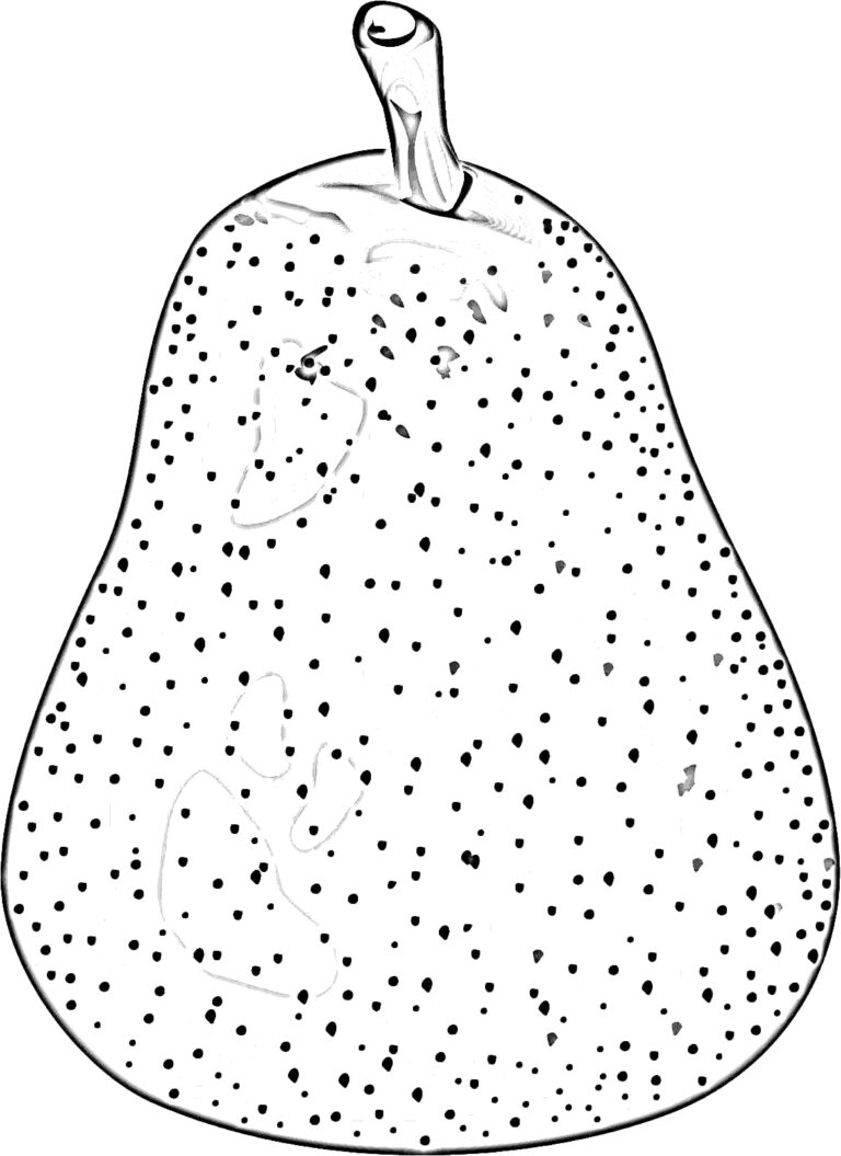 Pear Coloring Pages Print Colorless Drawings