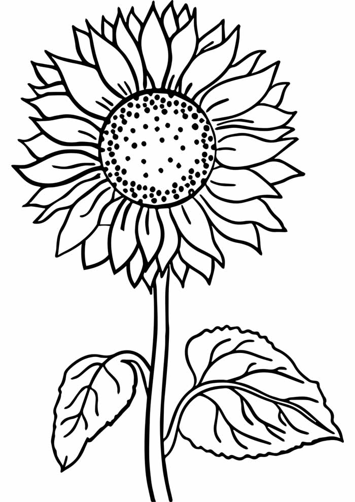 Sunflower coloring page