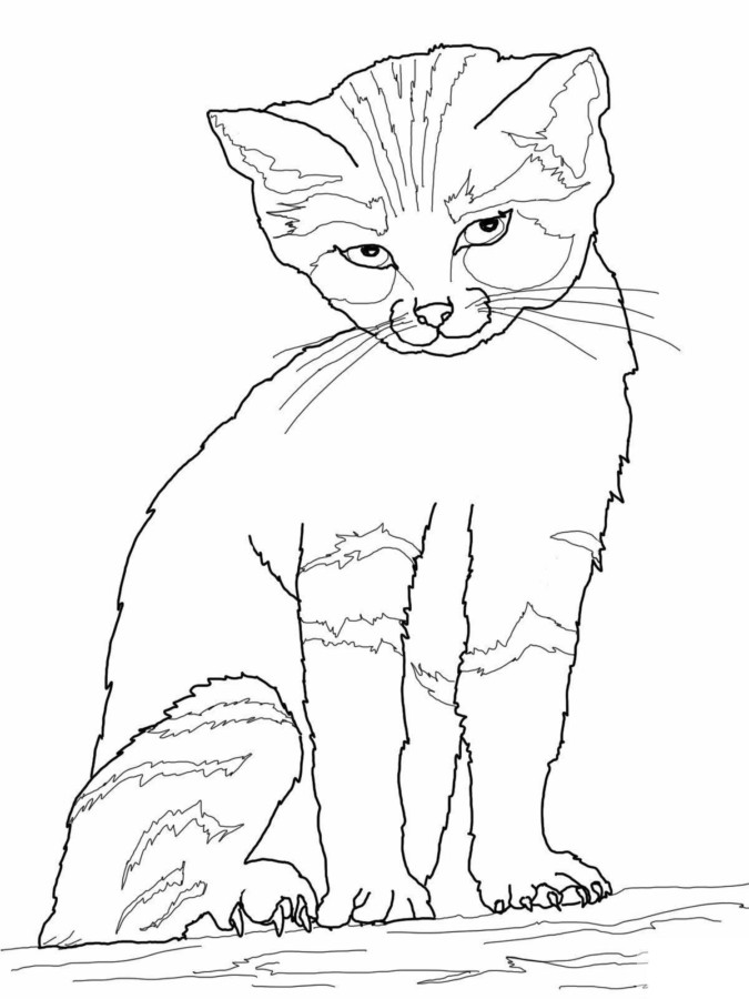 Tabby cat coloring page