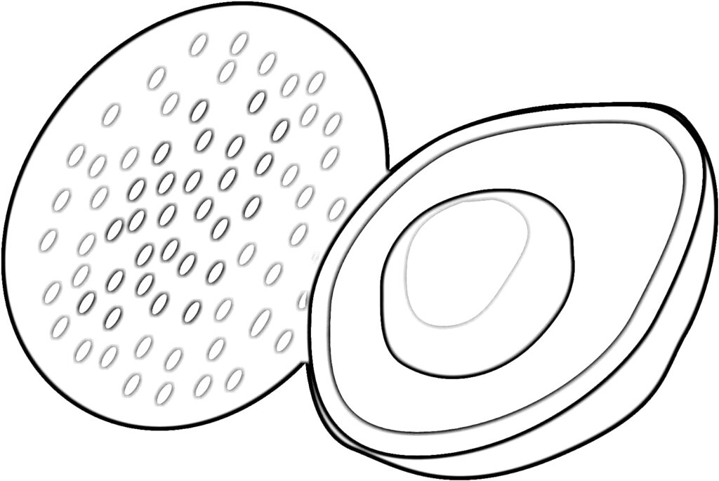 Avocado coloring page