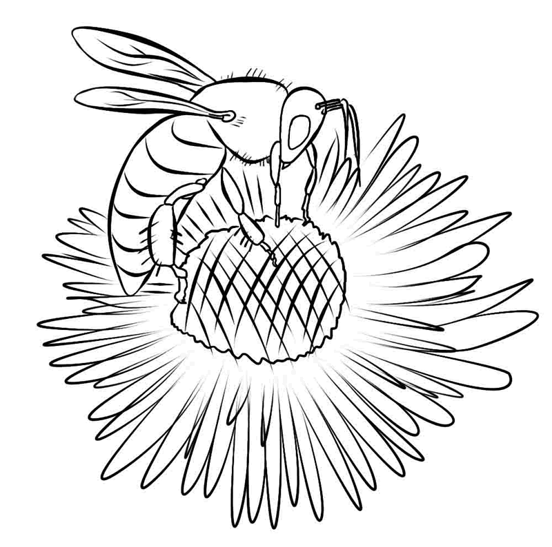 Bee on flower coloring page