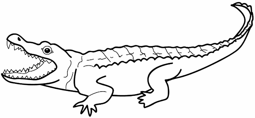 Coloring alligator