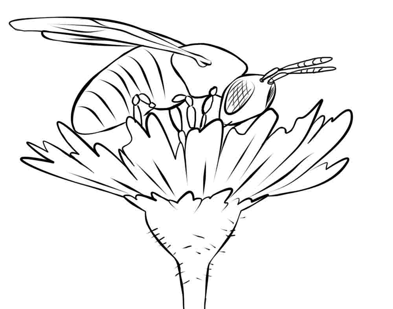 Coloring pages of a bee