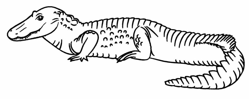 Crocodile coloring page print