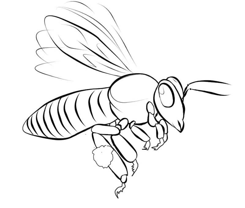 Drawing of a bee PNG, you can print to color!