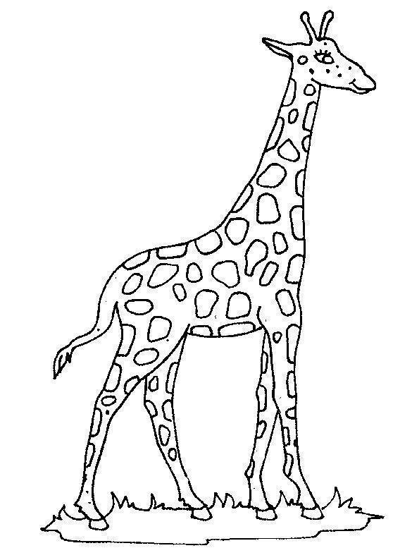 Giraffe coloring page for kids