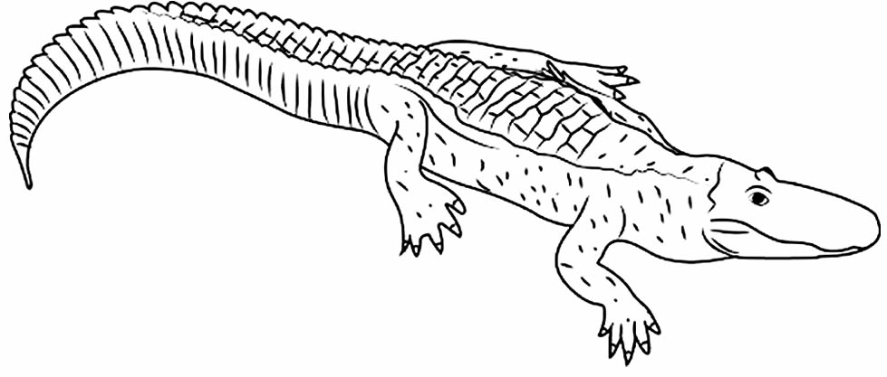 Simple Drawing of an Alligator