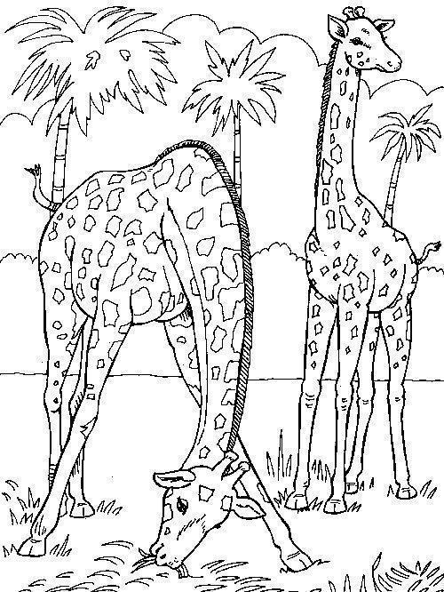 Two giraffes drawing for coloring