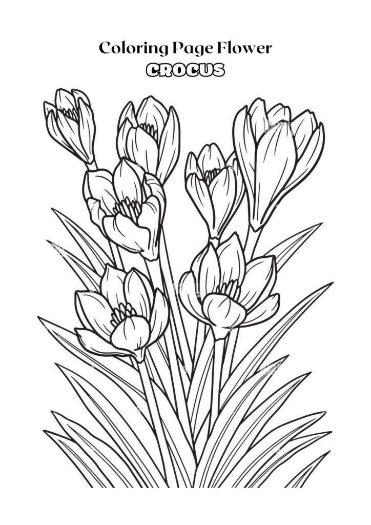 Black and White Outline Crocus Flower Coloring Page Adult