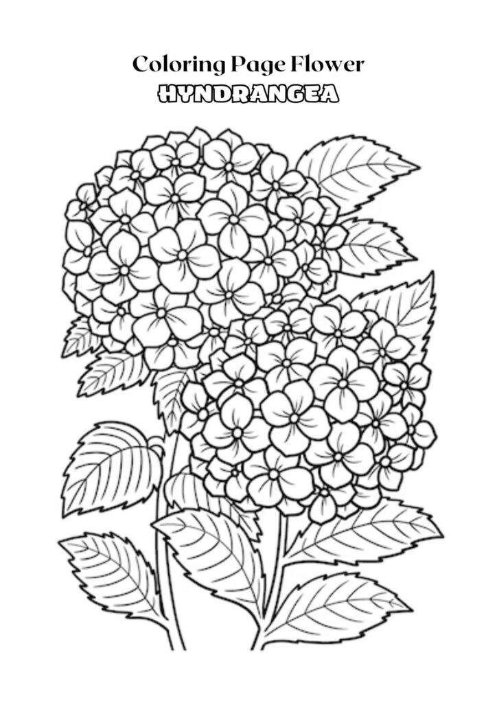 Black and White Outline Hyndrangea Flower Coloring Page Adult