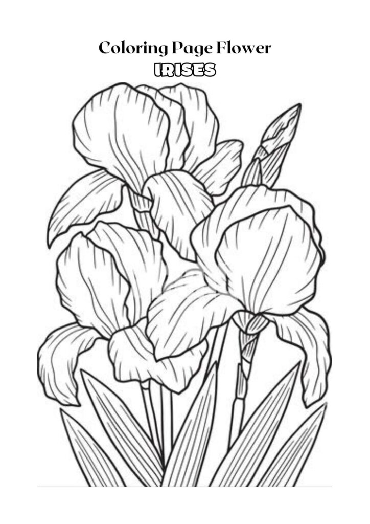 Black and White Outline Irises Flower Coloring Page Adult