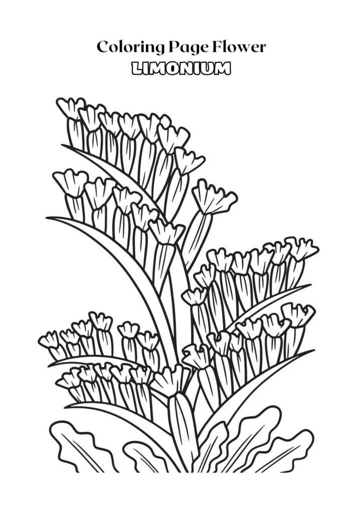 Black and White Outline Limonium Flower Coloring Page Adult