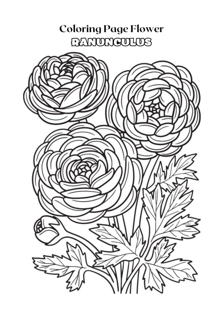 Black and White Outline Ranunculus Flower Coloring Page Adult