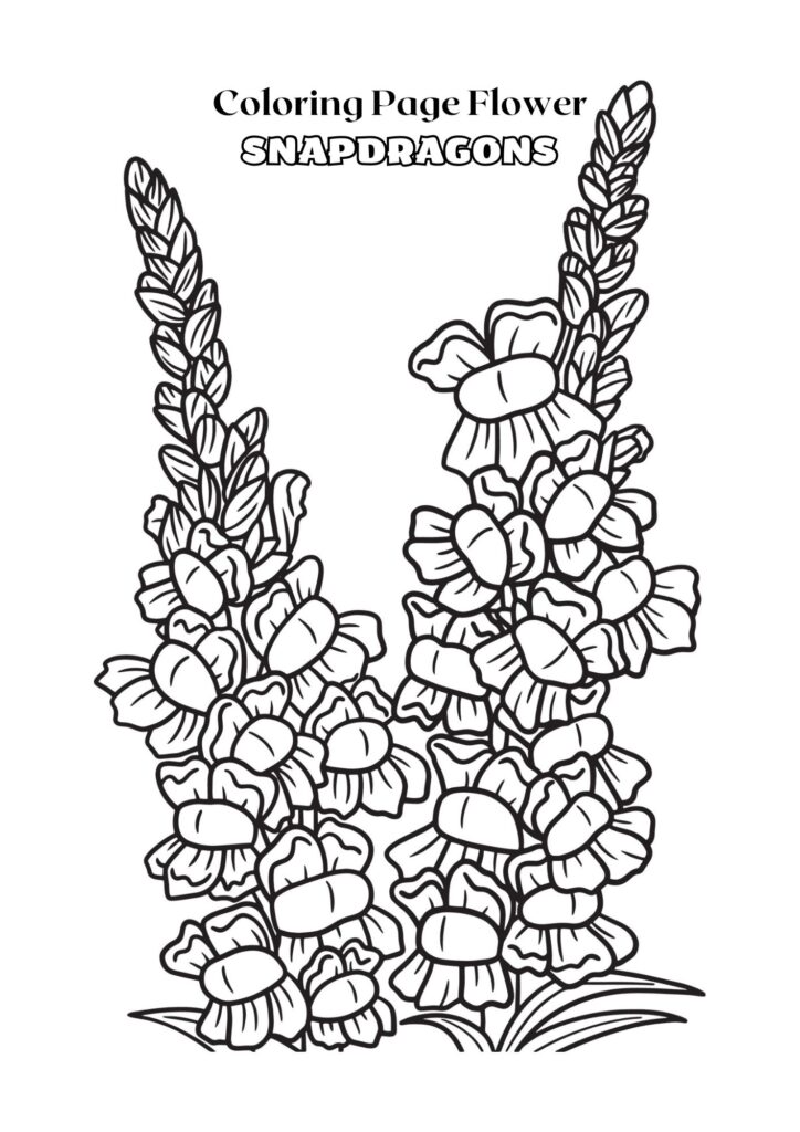 Black and White Outline Snapdragons Flower Coloring Page Adult
